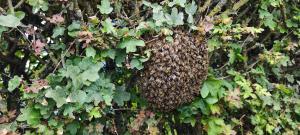 Essaim d'abeilles en grappe essaimage