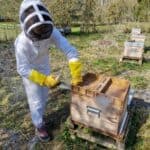 Formation apiculture