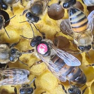Reine buckfast fécondée F1. marquée 2023