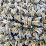 reine buckfast fecondee f1 2026