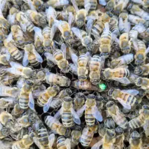 reine buckfast fecondee f1 2026